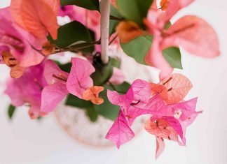 Variety of Ornamental Plants That Can Be Planted at Home