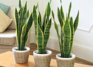 The Advantages of Using Sansevieria Plants For Your Home Decoration