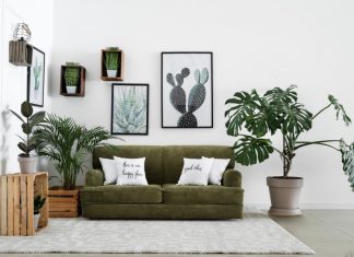 Flowerless Ornamental Plants Types To Provide Freshness To Your Home