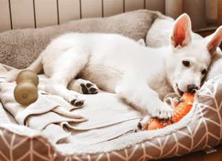 How to Decorate Your House to Show Your Love of Pets