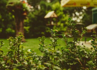 How to Reclaim Your Overgrown Backyard
