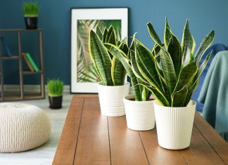 Absorb Air Pollution In Your Home Using These Ornamental Plants