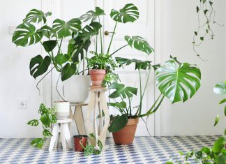 Monstera Plants: Create An Aesthetic Tropical Atmosphere in Your Home