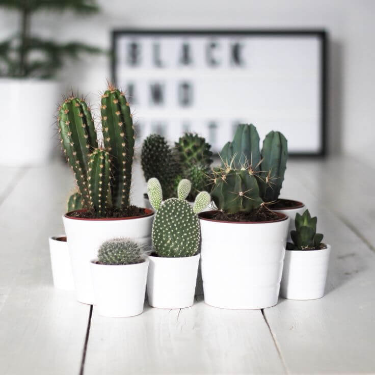 Cactus Ornamental Plants For Coffee Table
