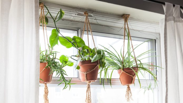 Hanging Ornamental Plants To Beautify Your Home