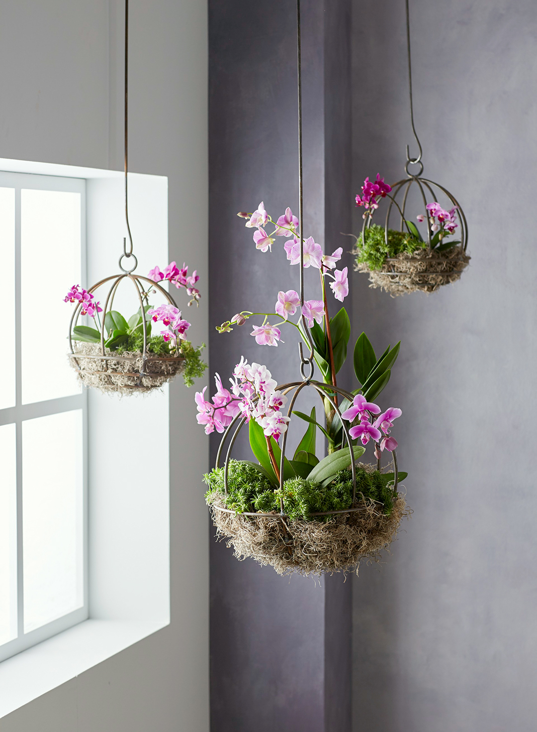 Orchid Flower Hanging Ornamental Plants