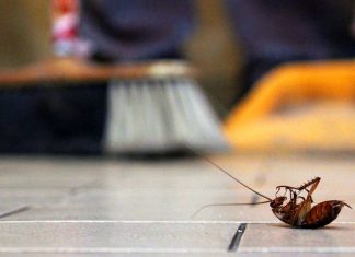 Best Natural Products For DIY Pest Remedy and Pest Control