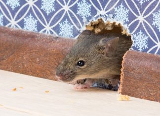 Tips and Practices For Home Defender to Keep Rodents out of Your House
