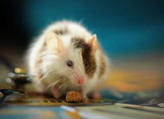 Incredible Tips to Keep Pests Out of Your Home