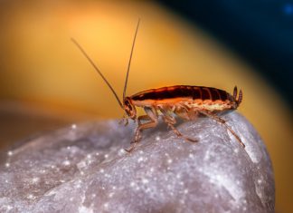 Signs That will Suggest Your Need for Pest Control Services
