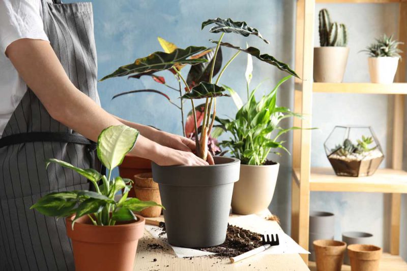 Clean and Take Care of Your Ornamental Plants