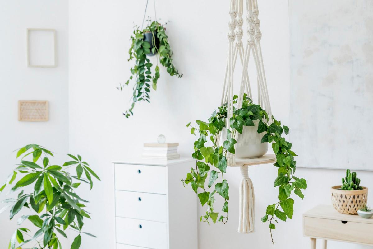 Hanging Ornamental Plants