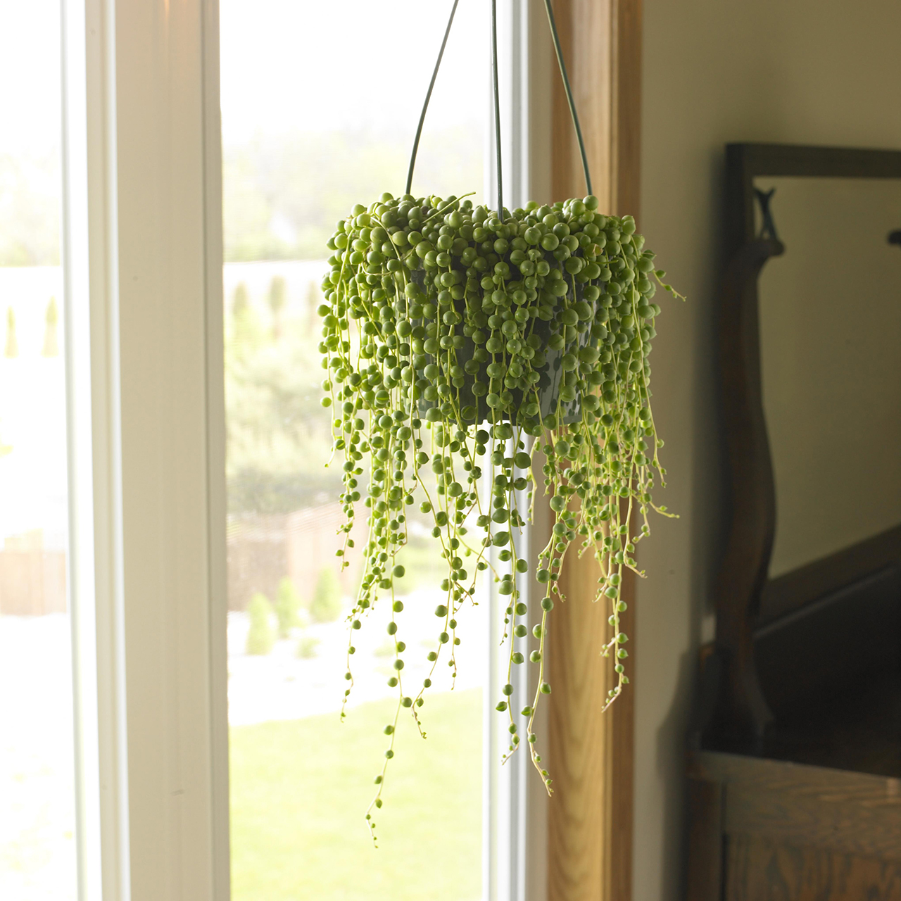Create Hanging Ornamental Plants