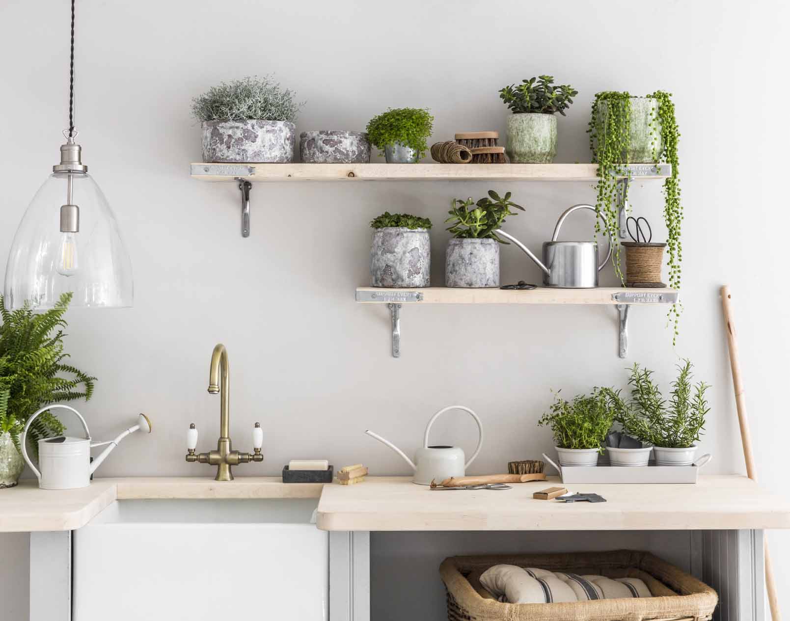 Ornamental Plants in Your Kitchen