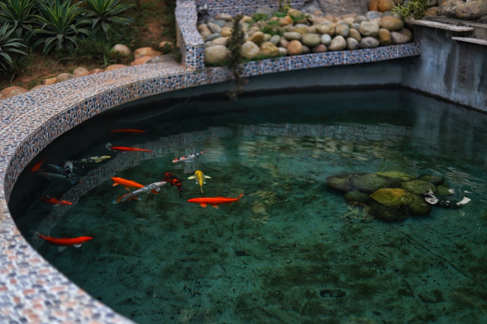 Arch Style Minimalist Fish Pond