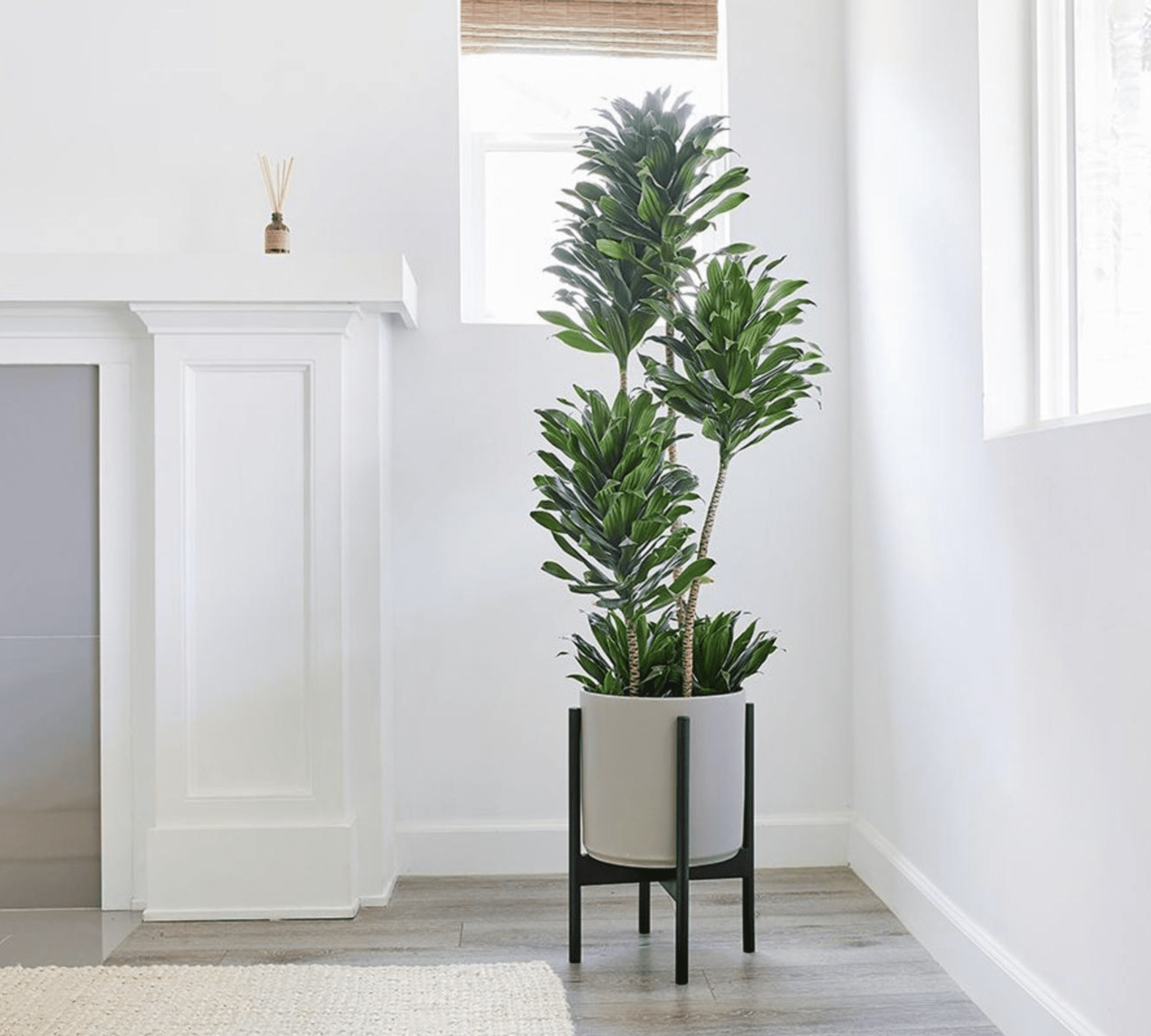 Ornamental Plants for Refreshing Natural Accents