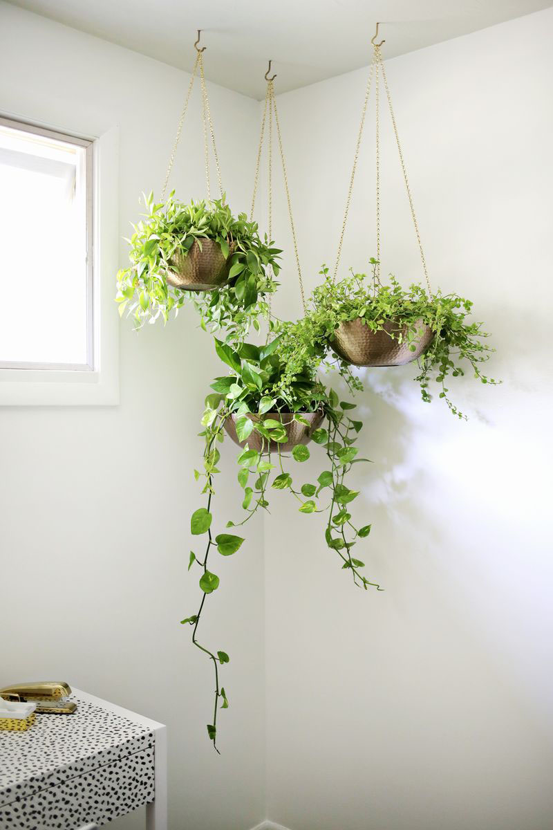 Ceiling with Hanging Plants