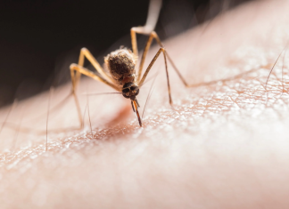 5 Ways to Stop Mosquitoes From Hanging Around Your Home