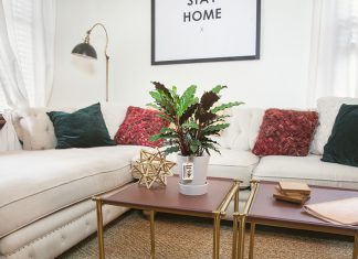18 Types of Calathea to Upgrade Your Living Room Style