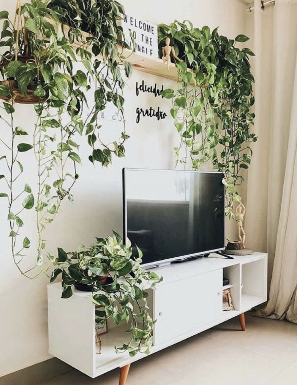 Growing Pothos to Decorate a Wall Shelf