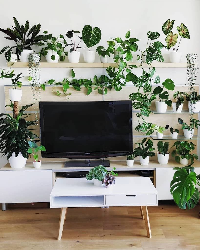 Styling the TV area with Plant Shelf