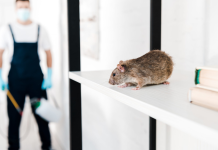 4 Diseases Carried by Rodents and How to Protect Yourself