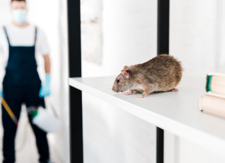 4 Diseases Carried by Rodents and How to Protect Yourself